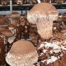 칠량농장 이미지