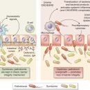 신부전 gut kidney axis 장내 유해균, 요독소 개념의 이해!! 2024 이미지