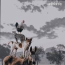 펫콤동물병원