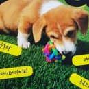 어썸독 이미지