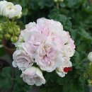 전이랑 순이랑 이미지