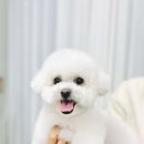 이쁘게 잘라줄개 이미지