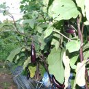 장현농장 이미지