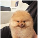 부산강아지분양 유독 이미지