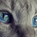 야옹아 부탁해 이미지