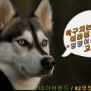 멍멍이 클럽 Daum카페