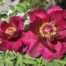 자라는 부모, 자라는 아이 이미지