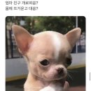 피식 이미지