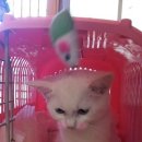 오원석 황금동물병원 이미지