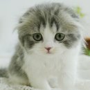 My Love Cat(마이러브캣) 이미지