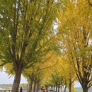 곡교천 은행나무길 이미지