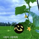 풀벌레 Daum카페