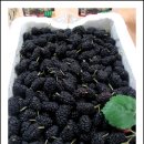 *** 당뇨에 특효인 뽕잎요리 &amp; 효능&amp; 오디주 담기 ~~~!!! 이미지