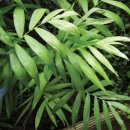 여름식물 인테리어 이미지