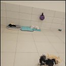 부산애견호텔 강아지유치원 애견미용 맘바이 수영구점 이미지