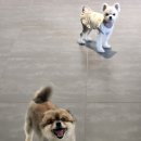 라인하트 애견호텔 유치원 이미지