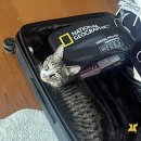 (주)강남셀바이오뱅크 | 캐나다 밴쿠버 워홀 1 (비자 발급, e-SIM, 계좌 개설, SIN 넘버 등등..)