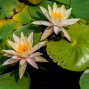 봉담호수공원 이미지