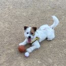 바니펫살롱 이미지