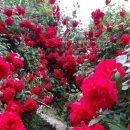 동명동 나른한 오후 이미지