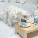 어뮤즈댕 이미지