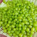 별산농장 네이버블로그