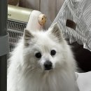 두부네 펫살롱 이미지