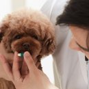 하이동물병원 이미지