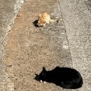 해뜨는집민박 이미지