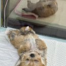강아지분양 더펫 | [대전강아지분양] 더펫 유성본점 강아지 분양 추천할곳 🐶