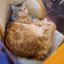 사바나 코쉬카 | [부천 사바나코쉬카] 심쿵주의 고양이카페(메인쿤, 사바나캣, 뱅갈냥이)