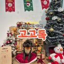 힐링독 | 원주에서 반려견이랑 힐링하고 싶을 때 찾는 곳, 고고독 후기