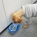 댕댕이라이프 이미지