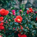 동백4로 이미지