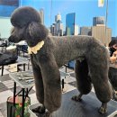 댕댕이미용 이미지