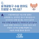 서수원동물병원 | 서수원 금곡동 호매실 슬개골탈구 수술 전문 동물병원 추천 2살 푸들 후기