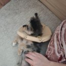 우리동물병원 이미지