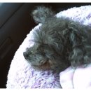 엄마손동물병원 이미지