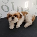 리리 펫살롱 이미지