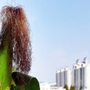 동춘당로 이미지