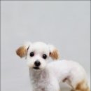 보람애견미용 이미지