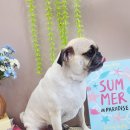 달콤한댕 이미지