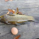 정안 낚시터 이미지