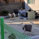 뉴욕훼미리치킨 네이버블로그