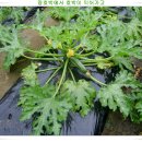 살둔마을 이미지