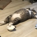 네발친구 이미지