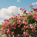 강변의 하루 이미지