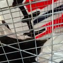 대소동물병원 이미지