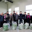 하동농협적량지점 | 하동산 취나물 본격 출하···초매식 열고 산지 경매 시작