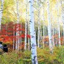 자작나무 이미지